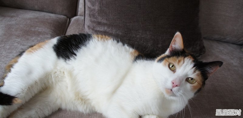 啼饥号寒形容什么动物,寒是什么生肖 啼饥号寒形容什么动物,寒是什么生肖 - 星座运势