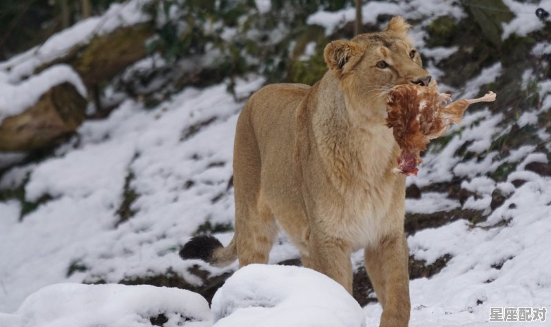 左边不是右边是是指什么生肖_不是同类无法沟通打一动物 - 星座运势