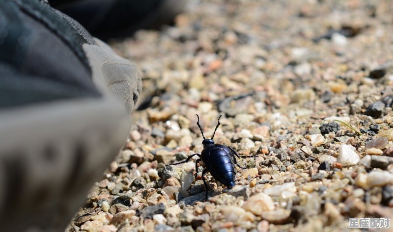 大米生虫是什么兆头,梦到大米 大米生虫是什么兆头,梦到大米 - 星座运势