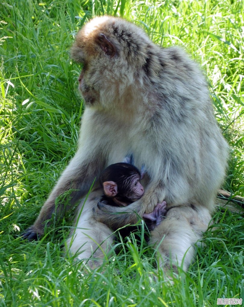 用兵如神解什么动物_一夫当关指那些动物 用兵如神解什么动物_一夫当关指那些动物 - 星座运势