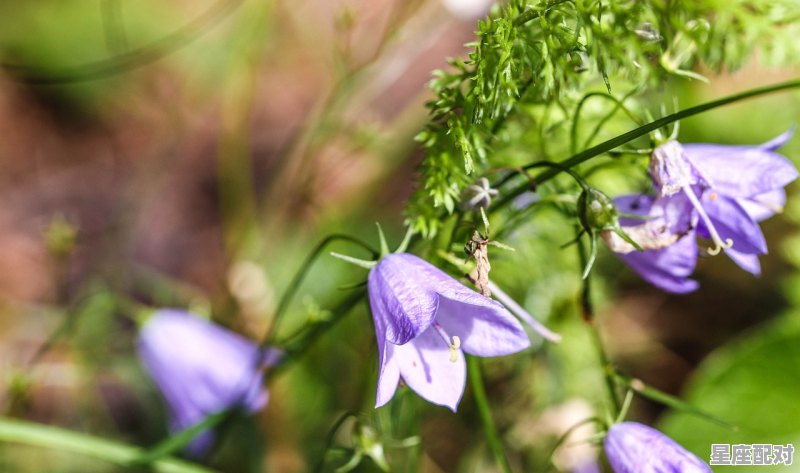 十二星座有哪些星座，十二星座有两个星座是什么 - 星座运势