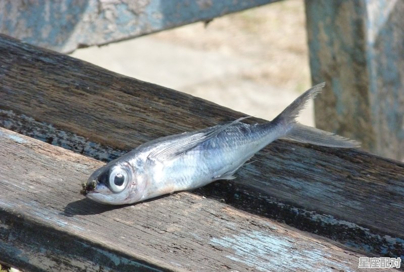 梦到苍蝇,梦到苍蝇 - 星座运势