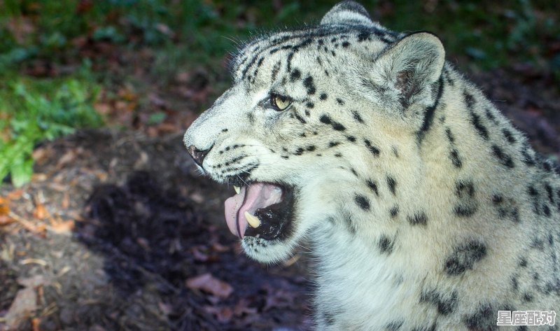 我想把豹子卖掉，怎卖呢，梦到豹子 - 星座运势