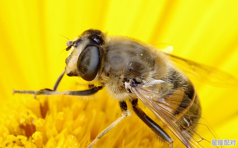 蛇属于什么星座_属蛇的水瓶座和属兔金牛座 蛇属于什么星座_属蛇的水瓶座和属兔金牛座 - 星座运势