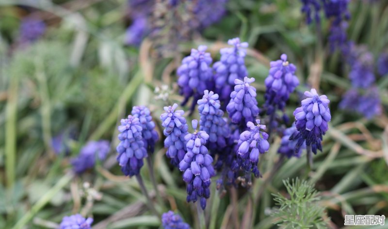 2月出生的是什么星座_2月出生是什么星座 2月出生的是什么星座_2月出生是什么星座 - 星座运势