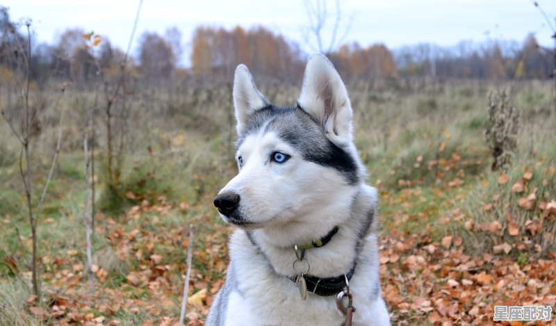 三个和尚无水喝猜一生肖_苦渡和尚求真经猜一动物 三个和尚无水喝猜一生肖_苦渡和尚求真经猜一动物 - 星座运势