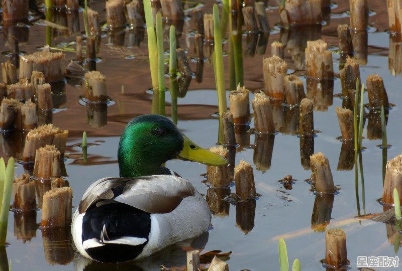 温泉打一动物,鸭是什么生肖 - 星座运势