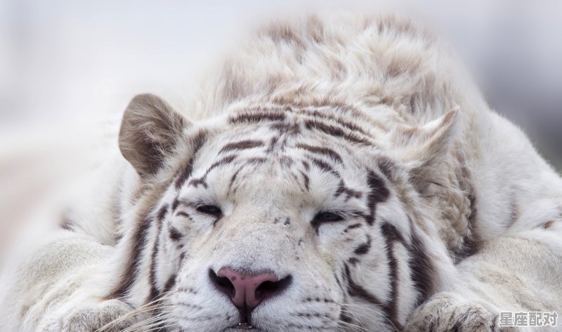 昼出夜伏的动物有哪些,伏是什么生肖 昼出夜伏的动物有哪些,伏是什么生肖 - 星座运势