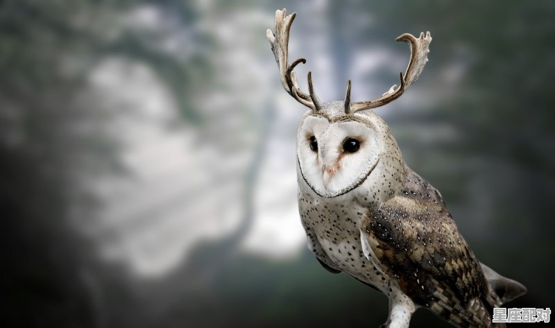 山上野兽是代表什么动物_野肖是什么动物 山上野兽是代表什么动物_野肖是什么动物 - 星座运势