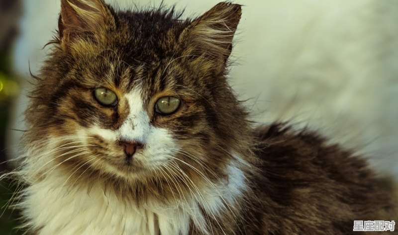 什么当道成语动物_路指什么生肖 - 星座运势