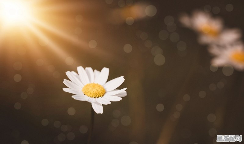 狮子座女生性格，关于狮子座女生所有的一切_狮子座女性格特点比较高冷吗 - 星座运势