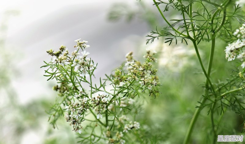 补过拾遗的动物是什么_豆蔻香残杨柳暮什么意思 补过拾遗的动物是什么_豆蔻香残杨柳暮什么意思 - 星座运势