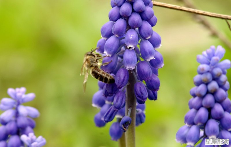 属性火的东喻植物动物,火属什么生肖 - 星座运势