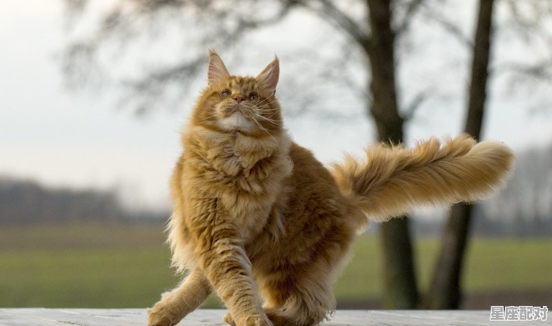 水瓶座女生的性格特点,水瓶座妈妈的性格特点 - 星座运势