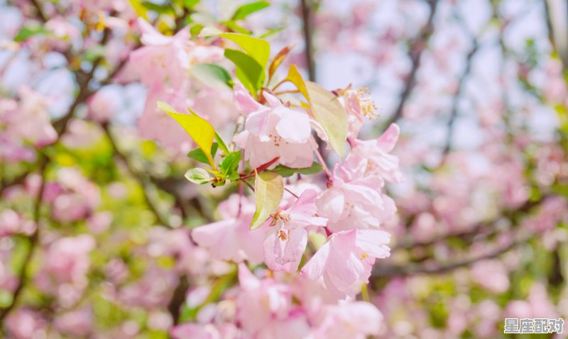 3月1曰是什么星座_3月3号什么星座 - 星座运势