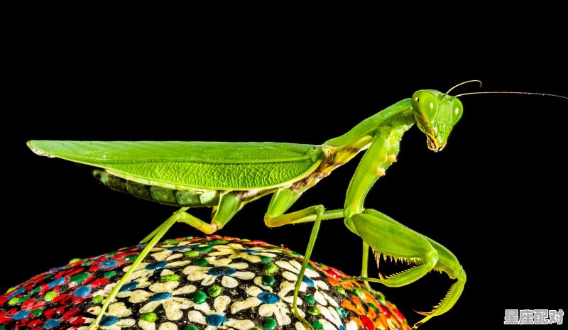 鱼变龙是什么含义_水中龙的寓意是什么 - 星座运势