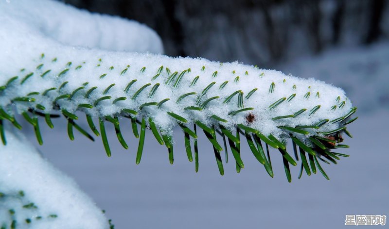 松树代表什么生肖，日出是什么生肖 - 星座运势