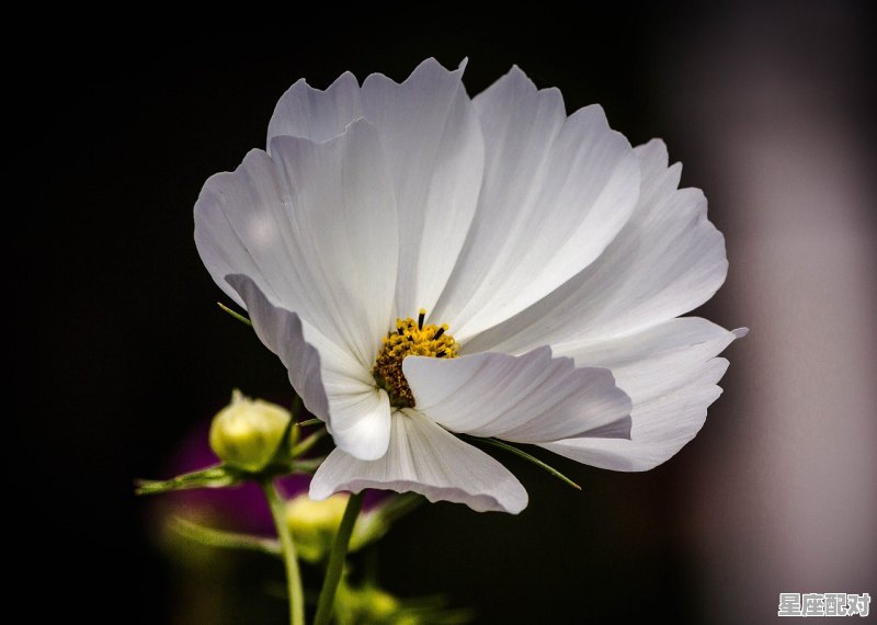 天秤座幸运的数字,什么星座最幸运 - 星座运势