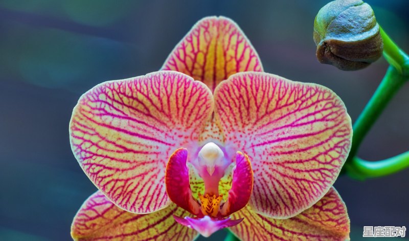 1987年属兔的人是什么星座6月出生,属兔双子座女生性格 - 星座运势