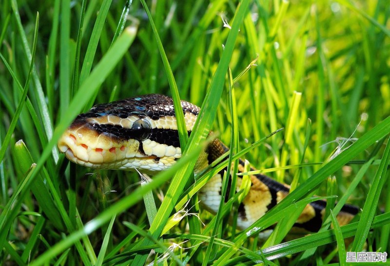 猪睡觉会做梦吗,梦到野猪 猪睡觉会做梦吗,梦到野猪 - 星座运势