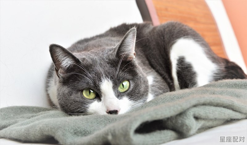 晚上睡觉害怕抱个什么属相的娃娃就不害怕了,睡觉是什么生肖 - 星座运势