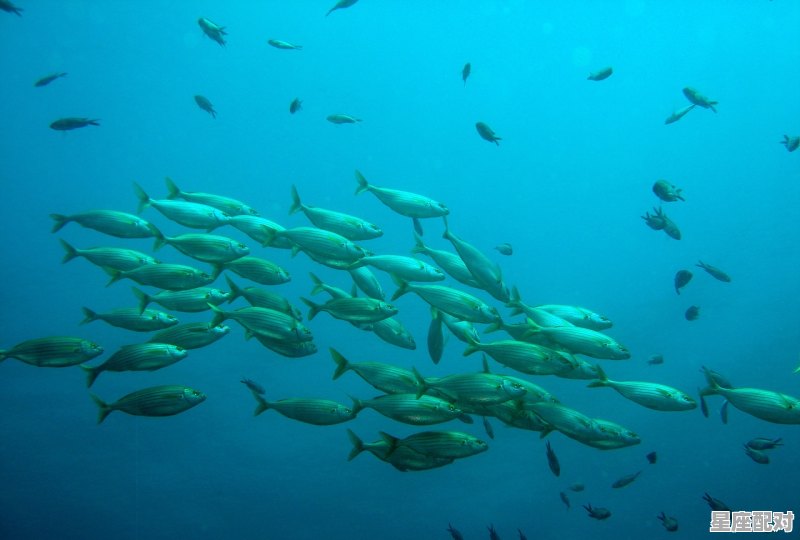 怀孕梦到男孩,怀孕梦到男孩 - 星座运势