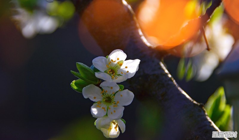 前程似锦指什么动物,锦是什么生肖 前程似锦指什么动物,锦是什么生肖 - 星座运势