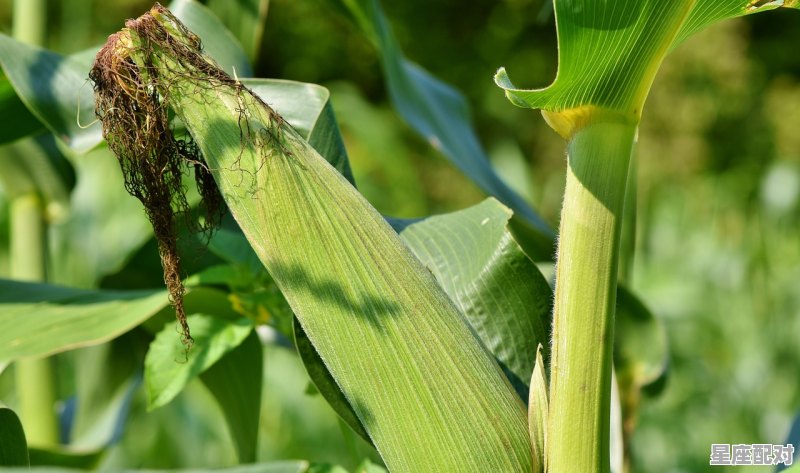 2月份适合广西种玉米吗,广西二月二的习俗食物 2月份适合广西种玉米吗,广西二月二的习俗食物 - 星座运势