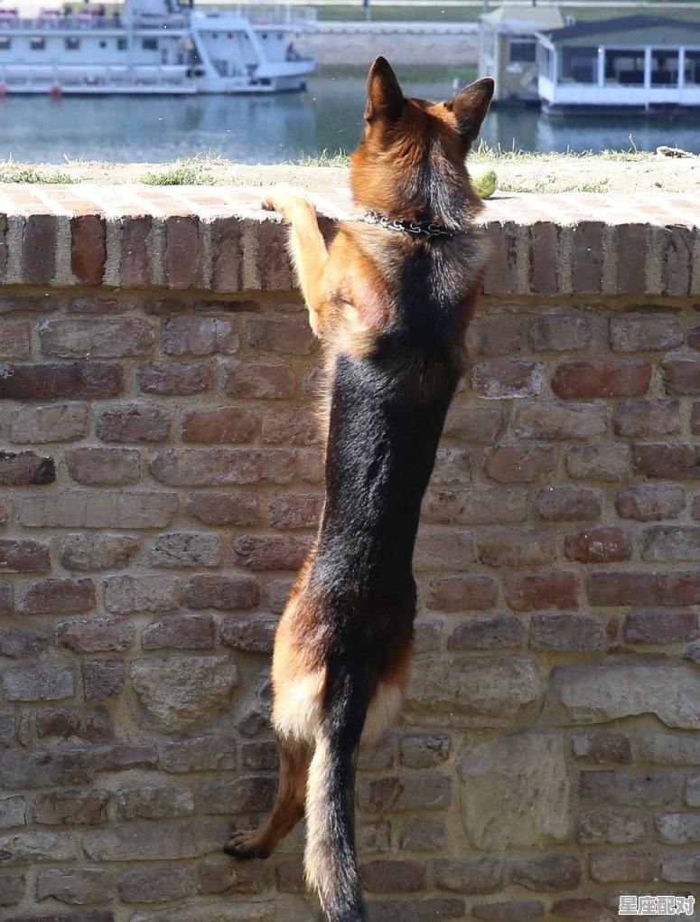 地上爬的动物打一生肖_飞檐走壁称君子是什么动物 地上爬的动物打一生肖_飞檐走壁称君子是什么动物 - 星座运势