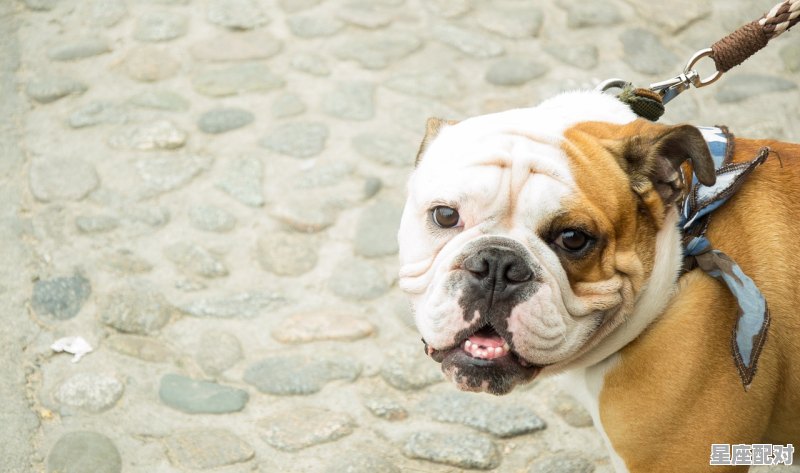 2021年12月几号属狗,今日生肖运势运气 2021年12月几号属狗,今日生肖运势运气 - 星座运势