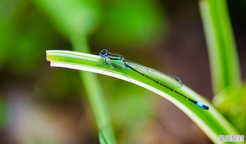 晴代表什么动物_半阴半晴云暮间是什么意思 - 星座运势