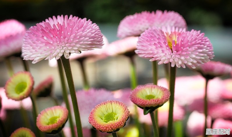 4月属于哪个星座，四的星座是什么 - 星座运势