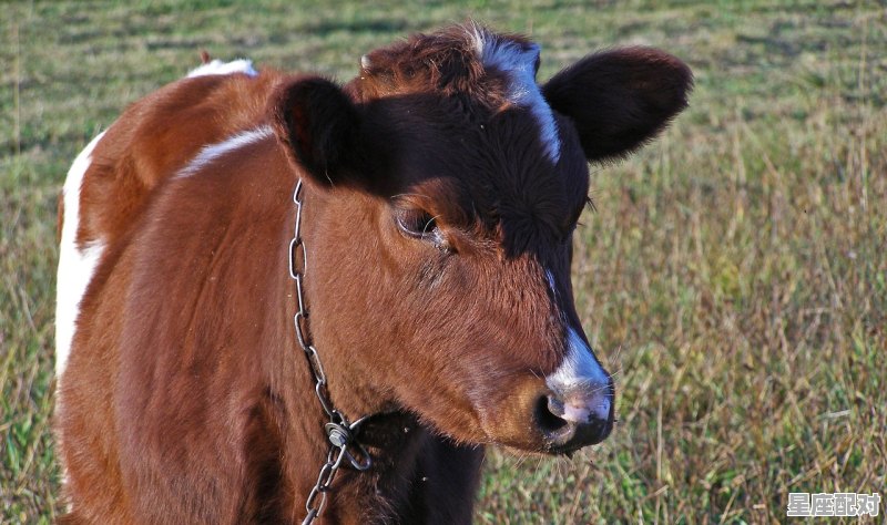 春秋大地是指什么动物_春夏秋冬每个季三个肖分别是哪三个 - 星座运势