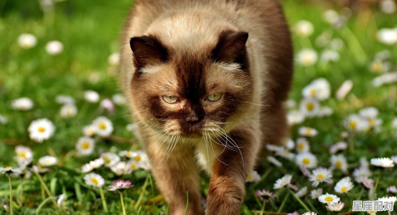 春秋两季打个动物,春秋是什么生肖 春秋两季打个动物,春秋是什么生肖 - 星座运势