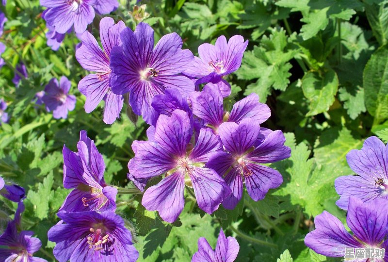 巨蟹摩羯为什么是绝配,摩羯座跟什么星座的 巨蟹摩羯为什么是绝配,摩羯座跟什么星座的 - 星座运势