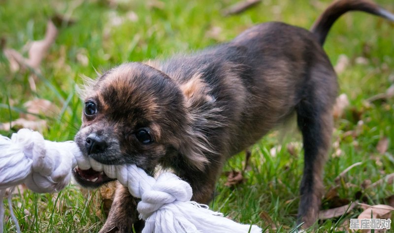 梦到绳子,梦到绳子 梦到绳子,梦到绳子 - 星座运势