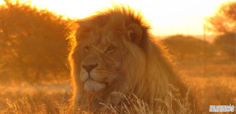 狮子座男性格,狮子座性格特点男 狮子座男性格,狮子座性格特点男 - 星座运势