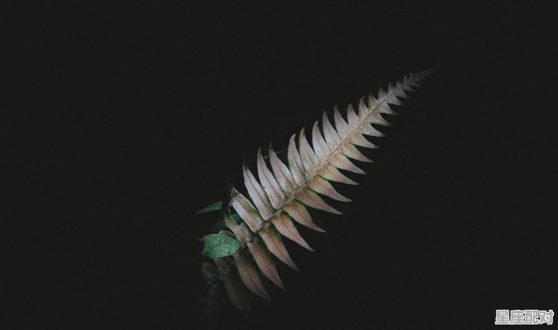 水瓶座是什么意义,十二星座是什么价值 水瓶座是什么意义,十二星座是什么价值 - 星座运势