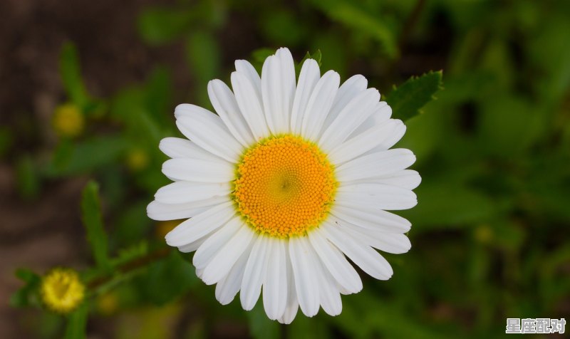 1-12星座分别是什么星座,十二星座里是什么 - 星座运势