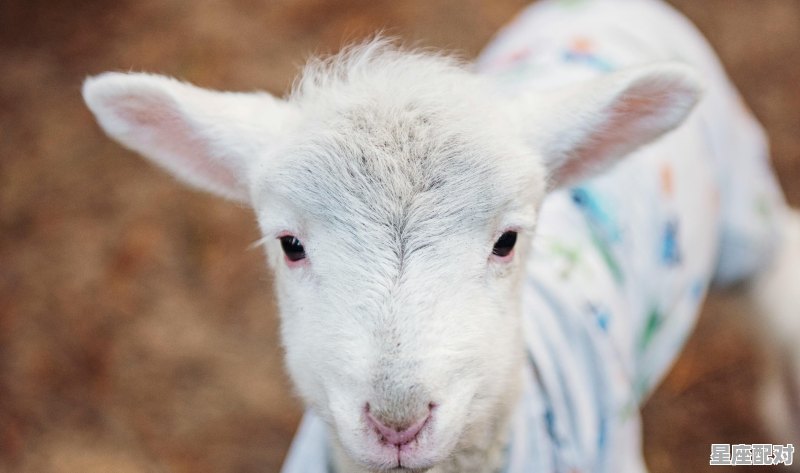 2021年26岁天秤座属什么,属猪天平座男生性格 - 星座运势