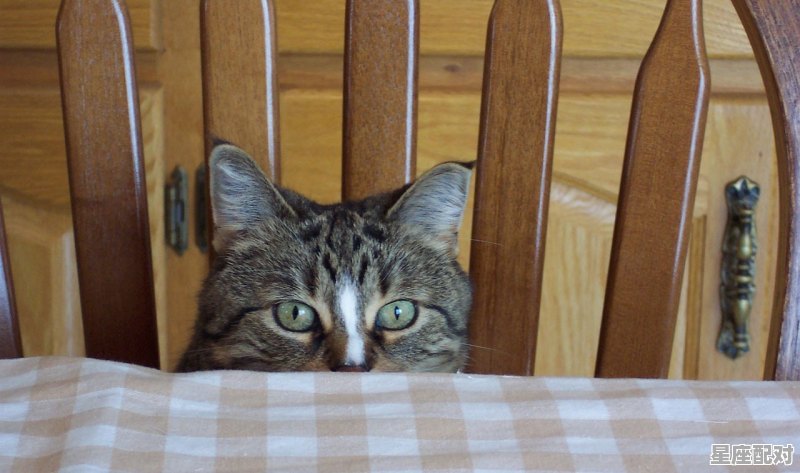 眉下添眉的动物_妆镜巧眉偷叶样,晚秋霜寂寞无情.打一生肖 眉下添眉的动物_妆镜巧眉偷叶样,晚秋霜寂寞无情.打一生肖 - 星座运势