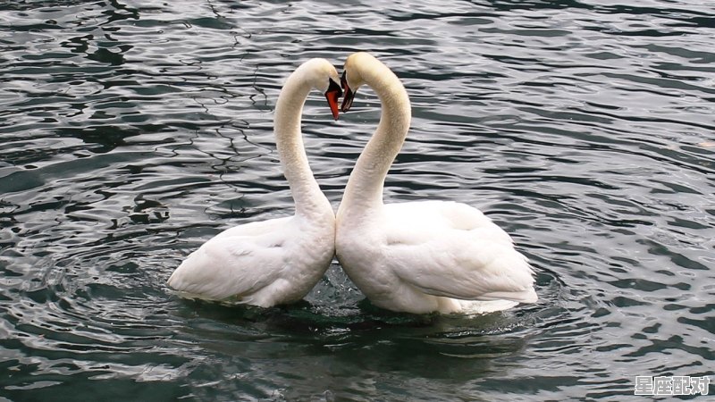 双鱼男水瓶女王炸组合什么意思_双鱼女和水瓶男在一起合适吗 - 星座运势