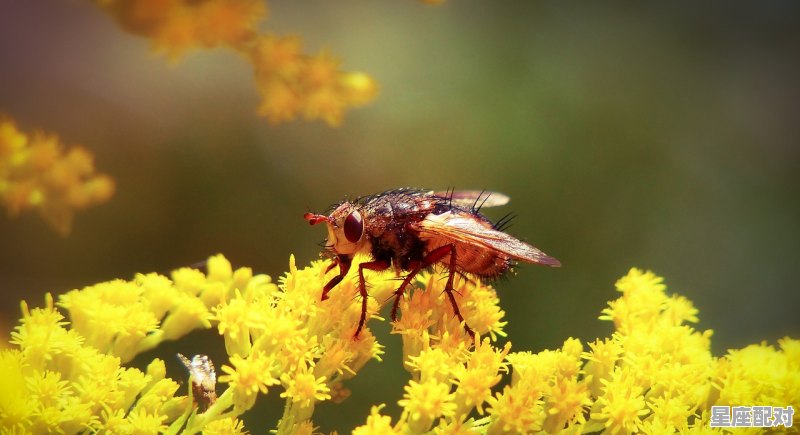 春秋大地指的是什么动物_金秋时节代表什么动物 - 星座运势