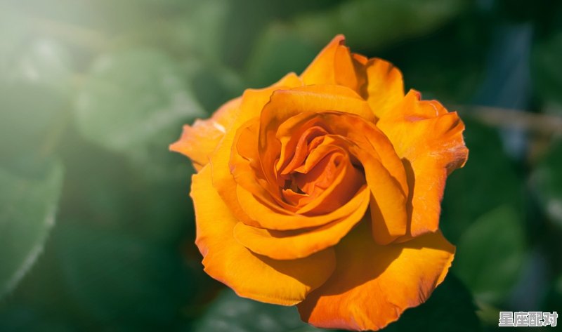 巨蟹男水瓶女为什么是绝配,巨蟹和水瓶星座配对指数是什么意思 - 星座运势