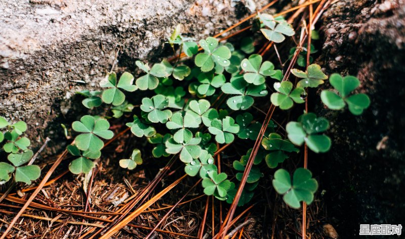 12星座第二个星座是什么座_12星座按顺序第二个星座是什么 - 星座运势