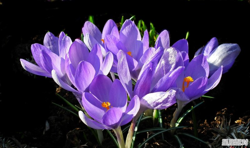 四月属于什么星座_4月份出生的是什么星座 四月属于什么星座_4月份出生的是什么星座 - 星座运势