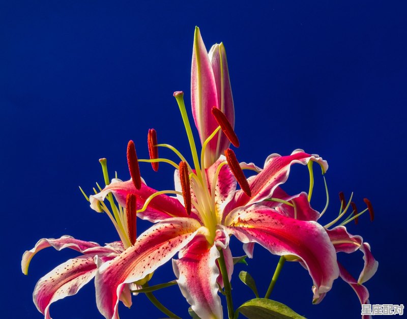 白羊座今天的幸运色是什么_白羊座未来三大横财运 - 星座运势