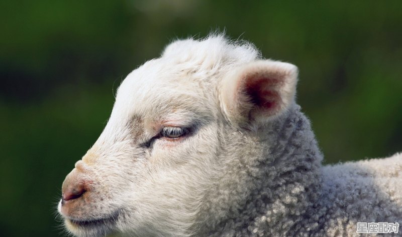 75年属啥子，75年什么生肖 - 星座运势