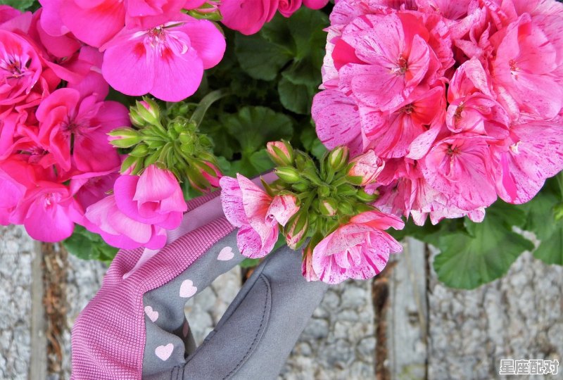 百花争艳好春开是什么动物，百花是什么生肖 - 星座运势