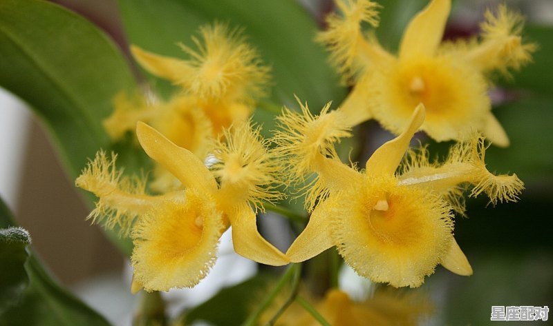 摩羯天蝎为什么称之为绝配,摩羯座配星座配对是什么颜色 摩羯天蝎为什么称之为绝配,摩羯座配星座配对是什么颜色 - 星座运势